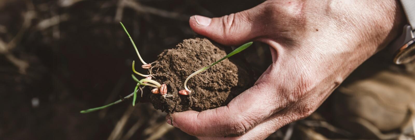 INOCULANTS